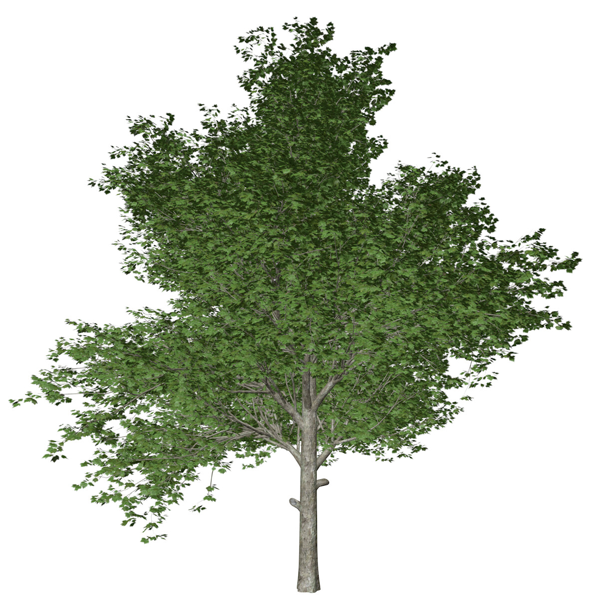 ArtStation - Red Maple Tree #02 - High Poly Tree (3D Model) | Game Assets