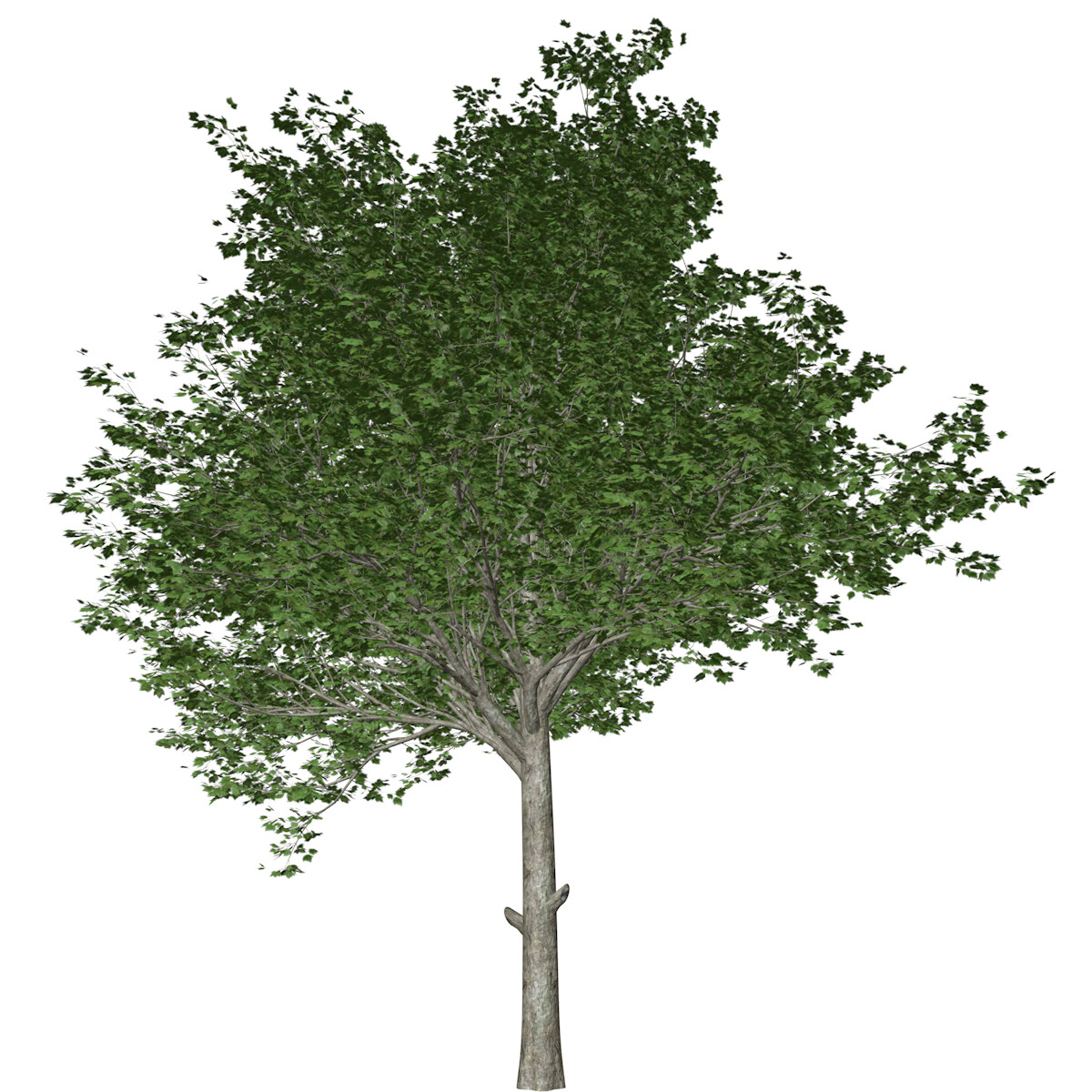 ArtStation - Red Maple Tree #04 - High Poly Tree (3D Model) | Game Assets