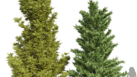 New Plant Leyland Cypress Tree Cupressocyparis leylandi