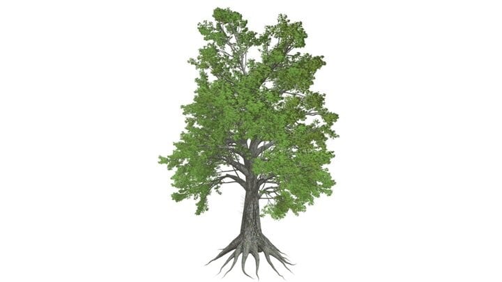 ArtStation - Sassafras Tree #04 - High Poly Tree (3D Model) | Game Assets