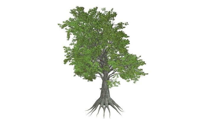ArtStation - Sassafras Tree #10 - High Poly Tree (3D Model) | Game Assets