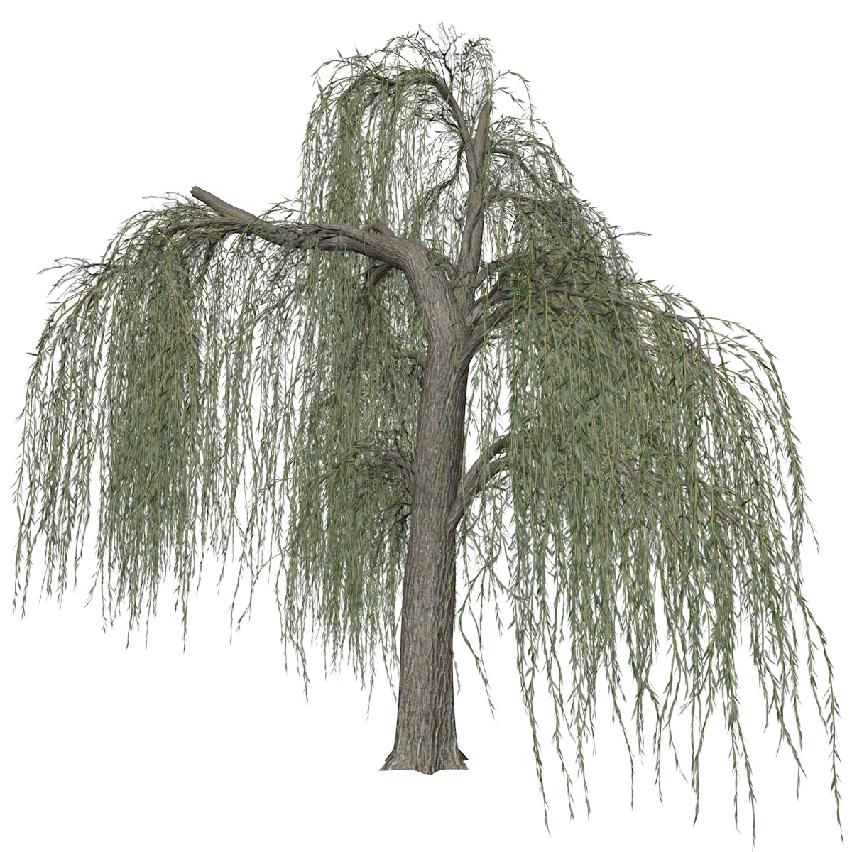ArtStation Weeping Willow Tree 02 High Poly Tree (3D Model) Game