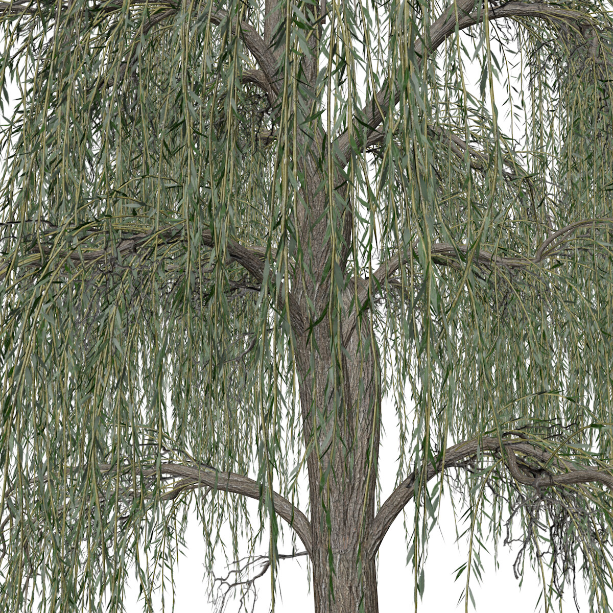 ArtStation - Weeping Willow Tree #07 - High Poly Tree (3D Model) | Game ...