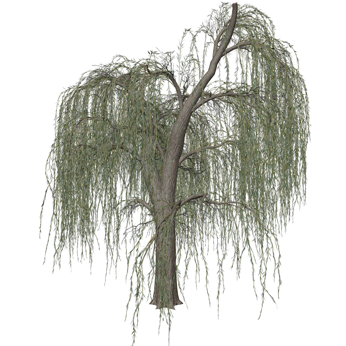 ArtStation - Weeping Willow Tree #08 - High Poly Tree (3D Model) | Game ...