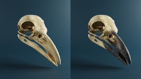 Raven skull