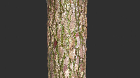 Wet Mossy Tree Bark 4K PBR Textures