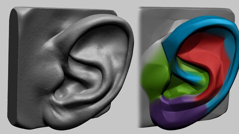 Ear Model B