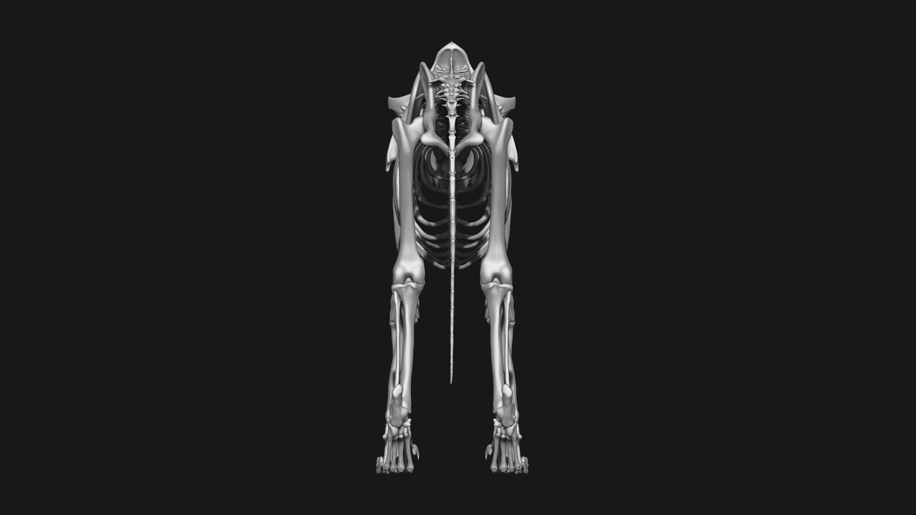 ArtStation - Jaguar skeleton | Resources