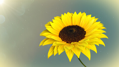 3d Sunflower Animated