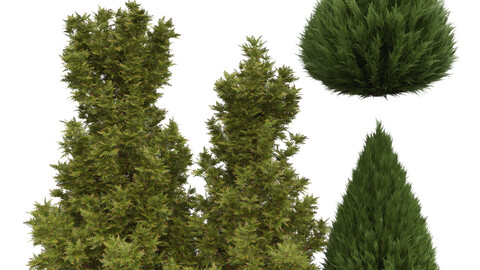 New Plant Juniperus chinensis Spartan Taylor Juniper Leyland cypress