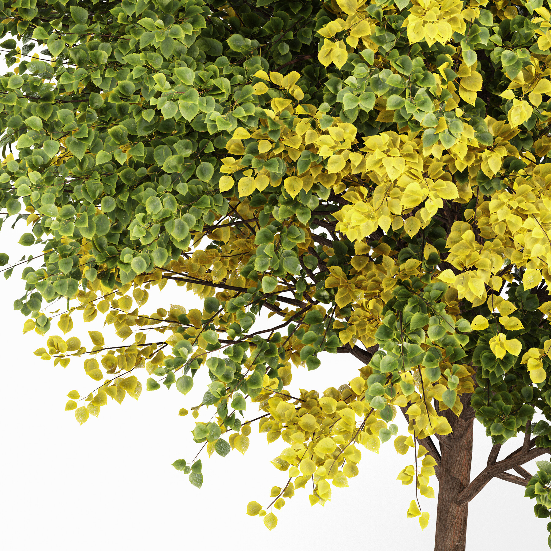 ArtStation New Plant Black Locust Blossom Tree Canadian Poplar Resources