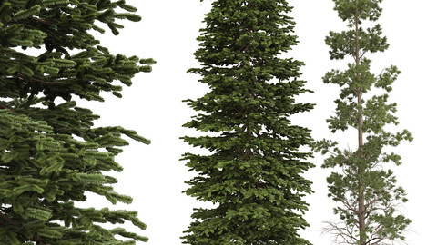New Plant Black Spruce Picea Mariana Pine Chamaecyparis Thyoides