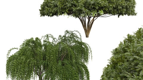 New Plant Palo verde Weeping Willow Tree