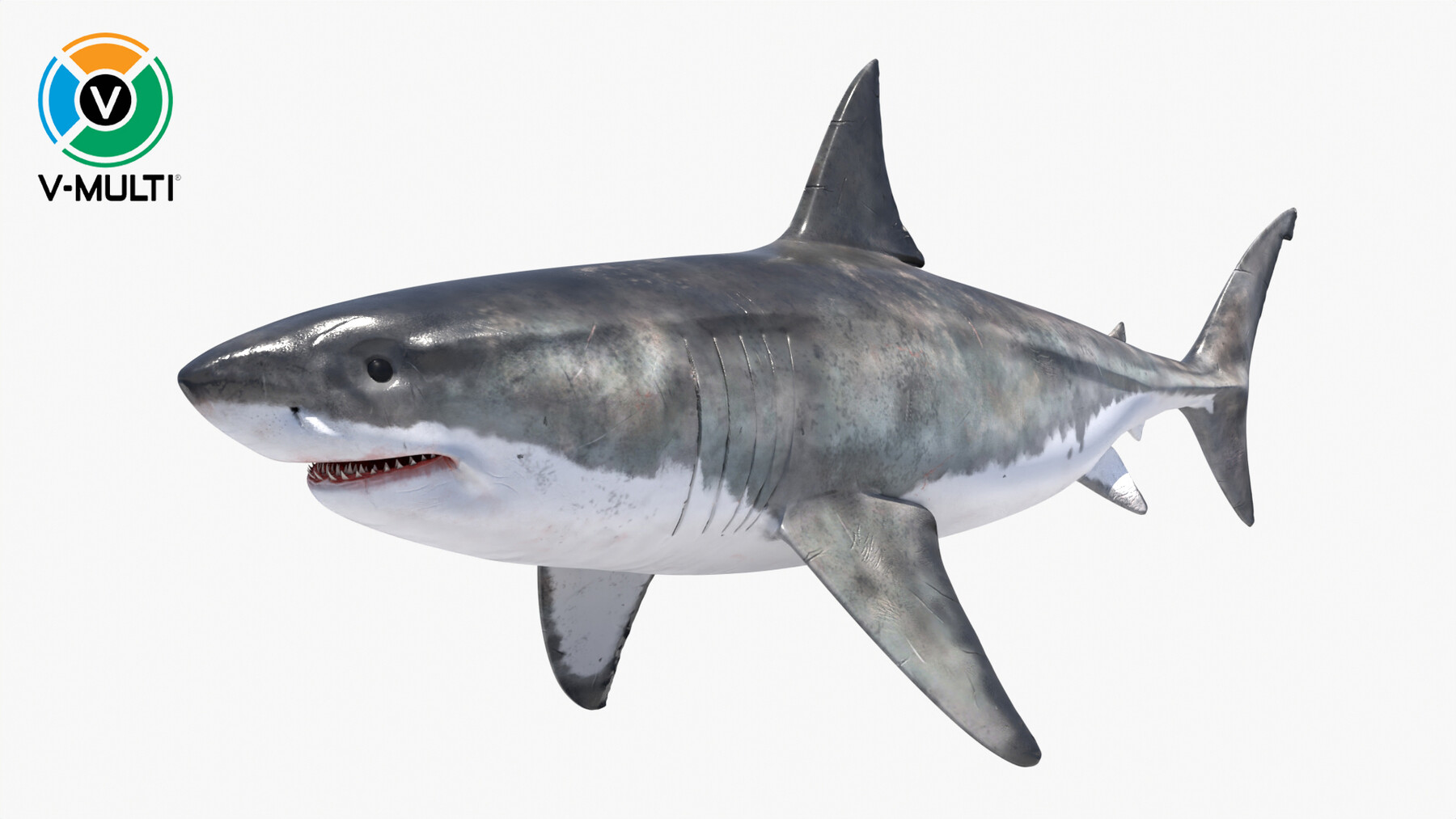 Great White Shark NO Rigged in Blender | 3D model