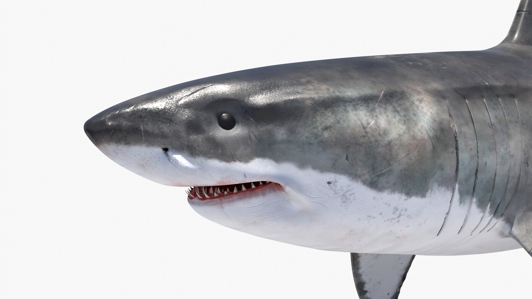 Great White Shark, 3D CAD Model Library