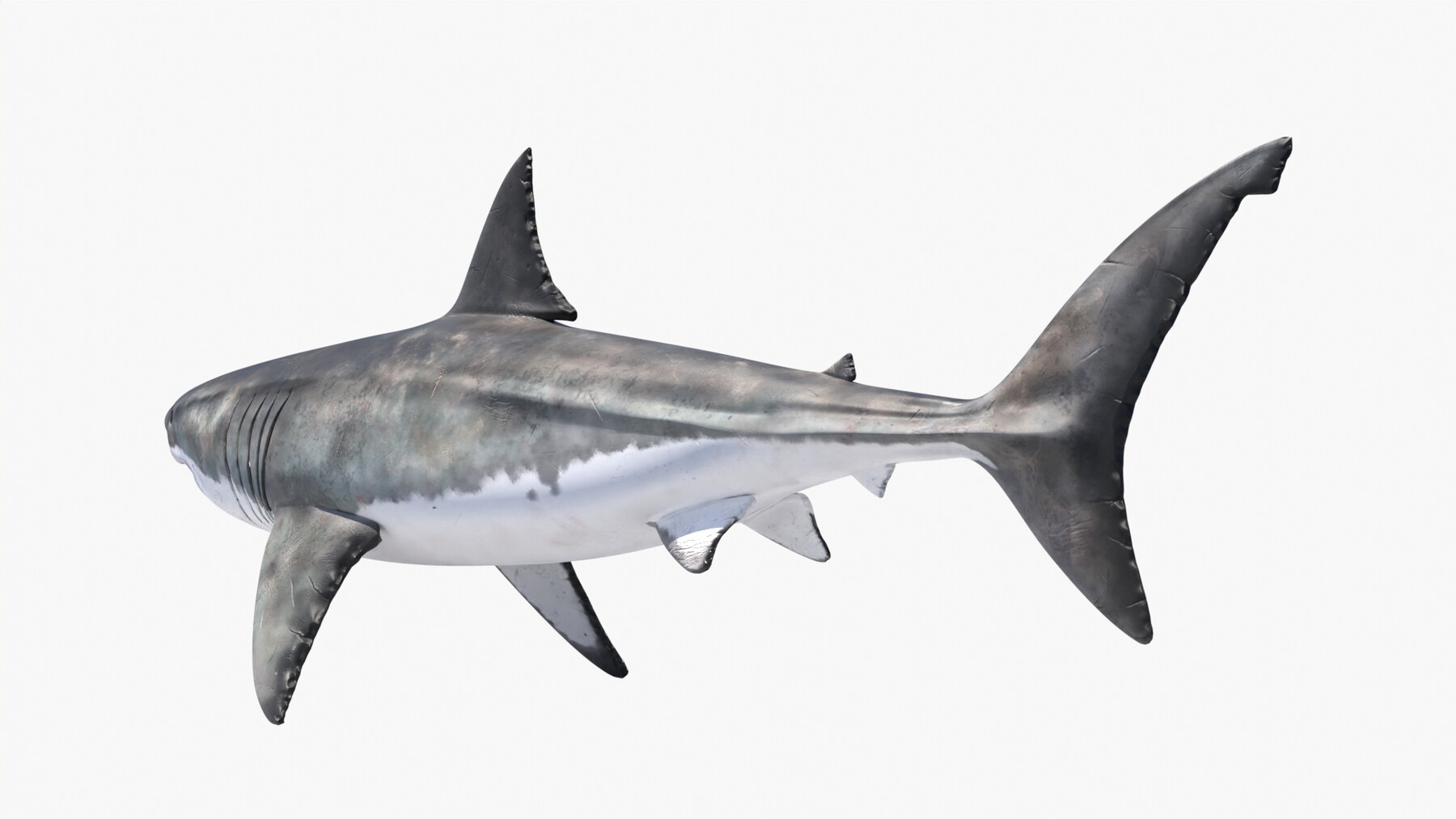 Complete Realistic Shark Model - The Great White Shark (Rigged, Textured,  Easy To Animate)