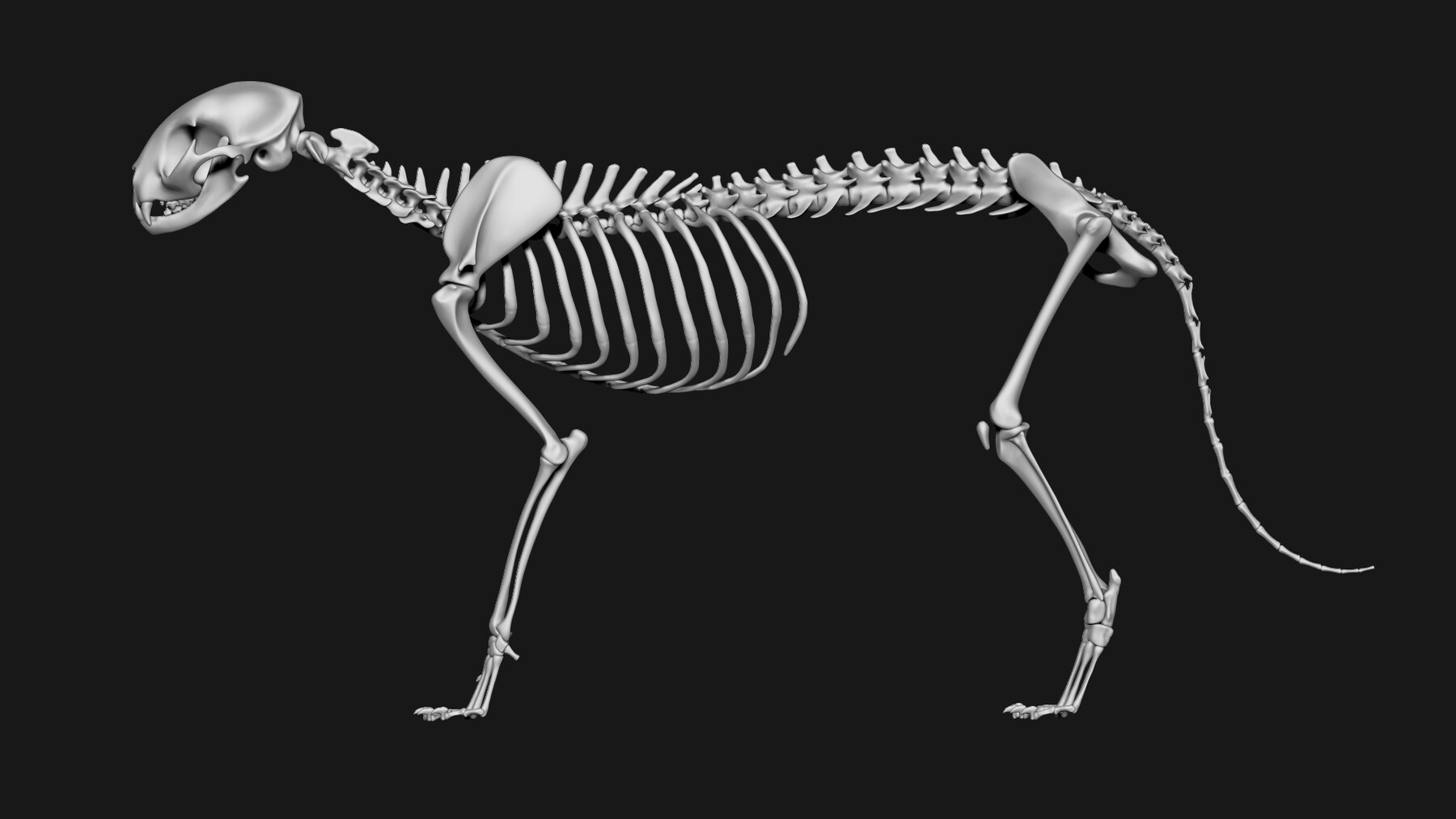 ArtStation - Cat skeleton | Resources