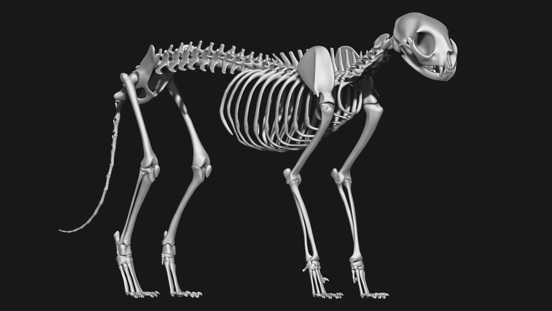 ArtStation - Cat skeleton | Resources