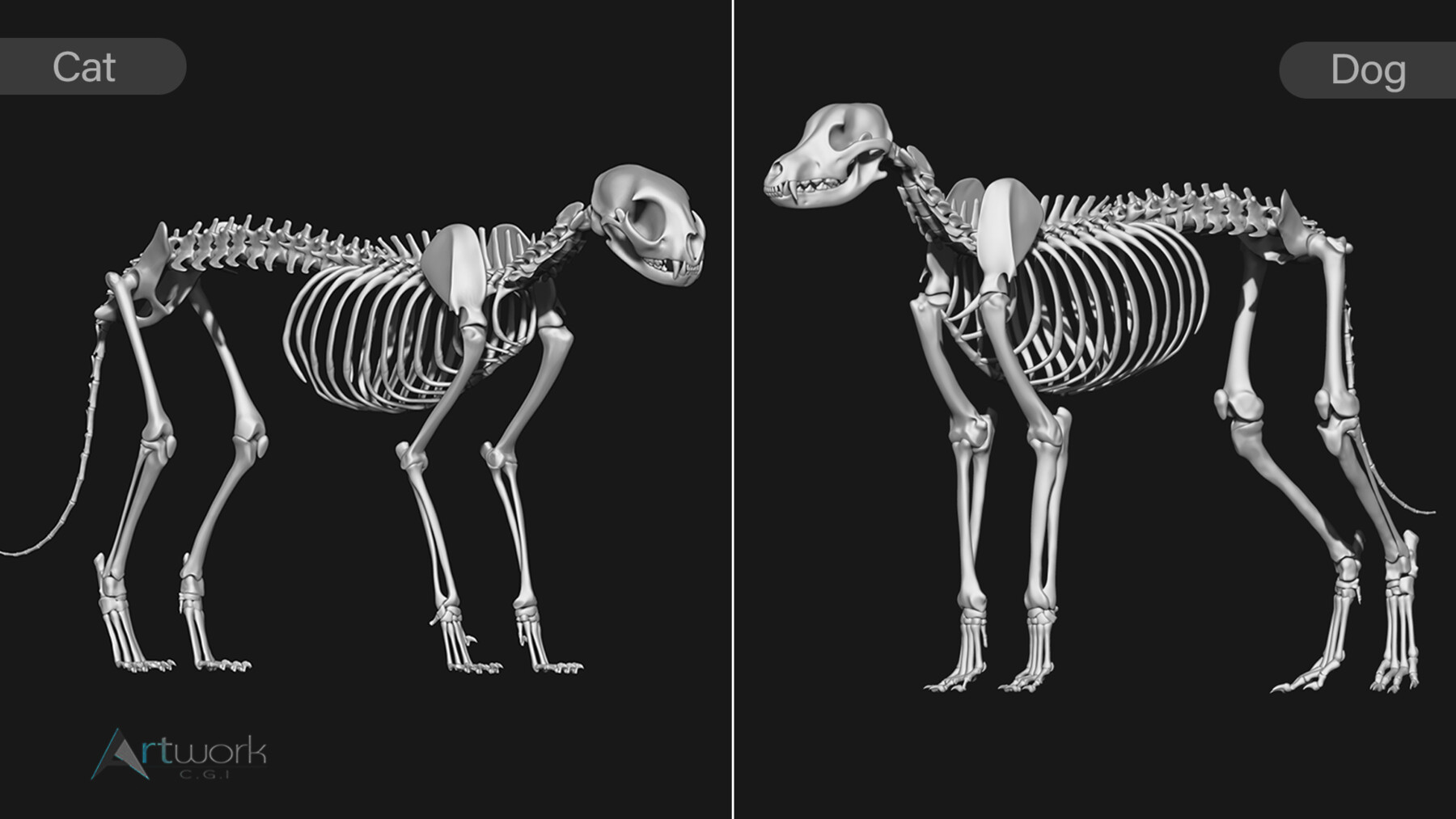 ArtStation Cat Dog Skeleton Resources artstation-cat-dog-skeleton-resources