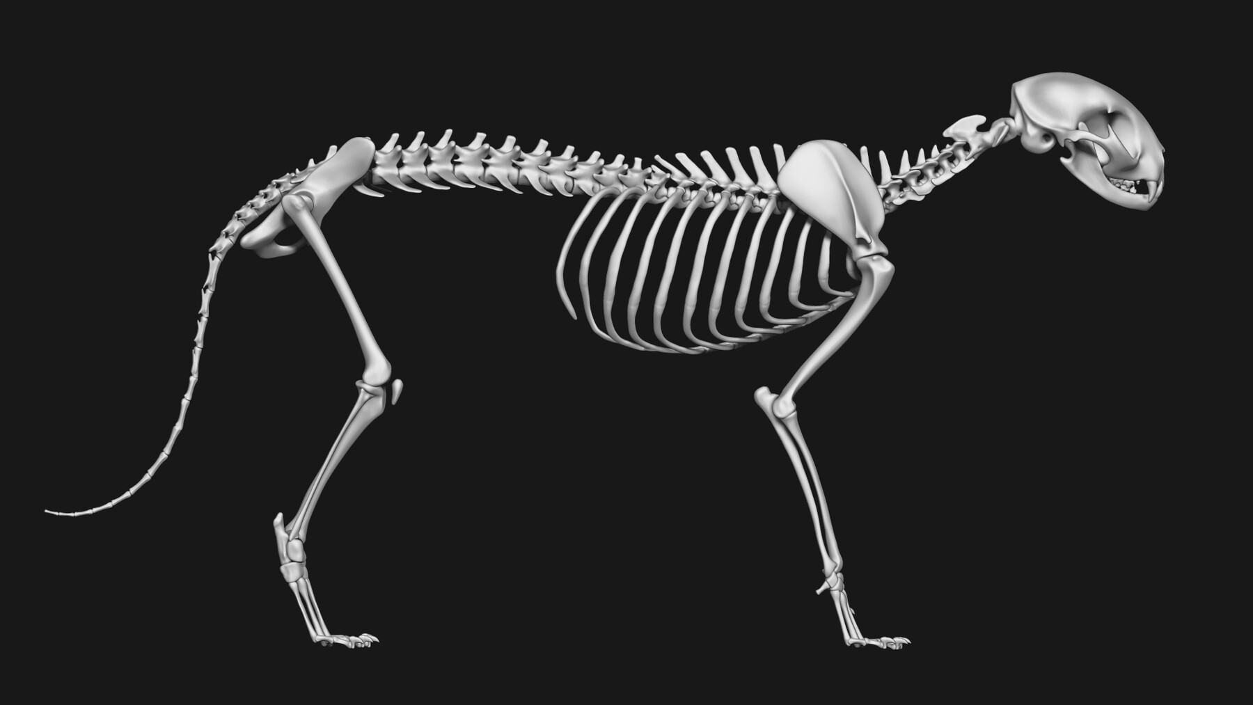 ArtStation - Cat & Dog skeleton | Resources