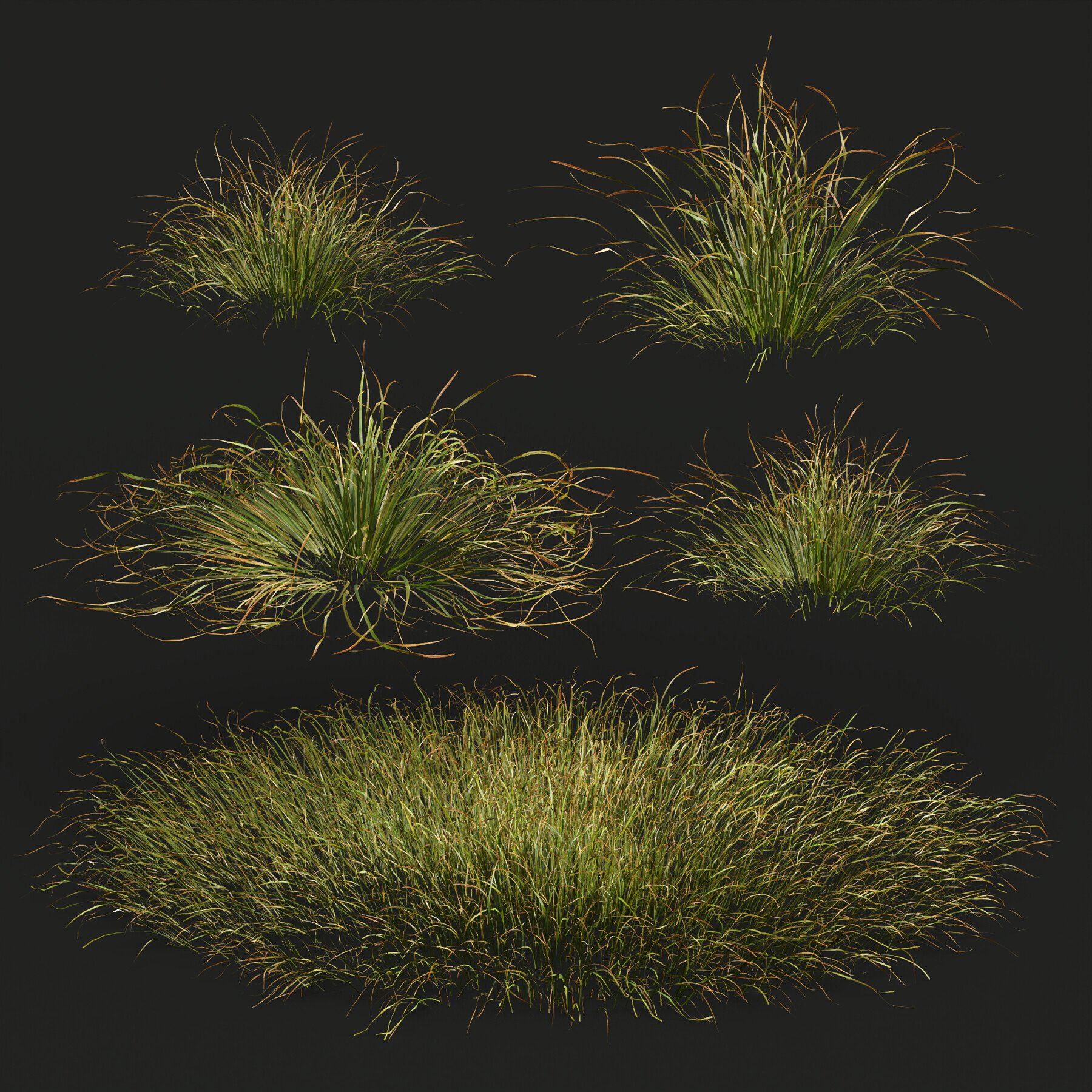 ArtStation - HQ Plants Stipa arundinacea Anemanthele lessoniana Little ...