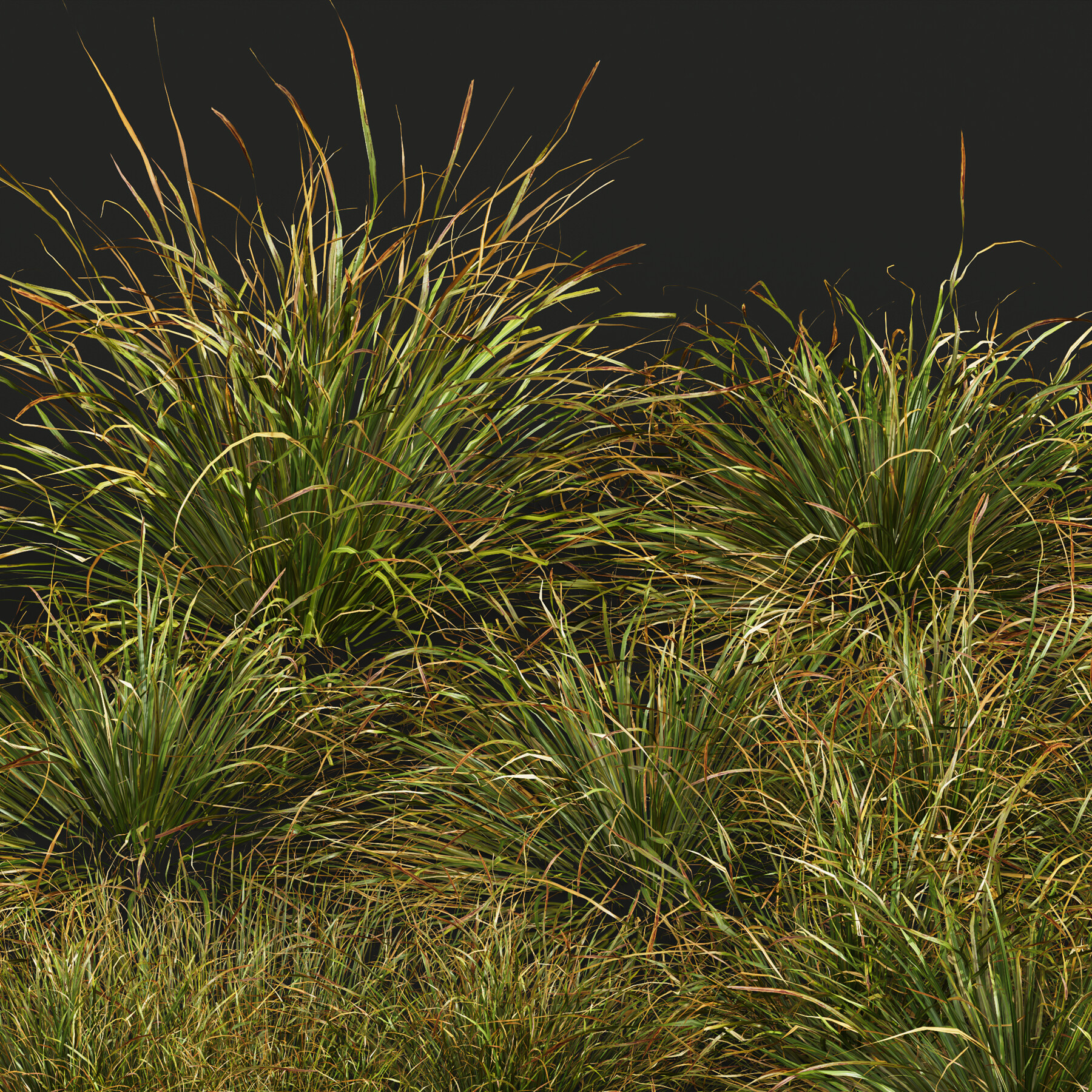 ArtStation - HQ Plants Stipa arundinacea Anemanthele lessoniana Little ...