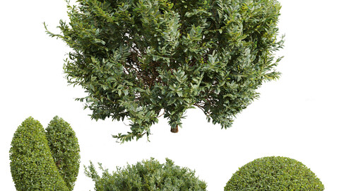 Cistus Albidus Zistrose and Ficus Concinna Bonsai Pruned