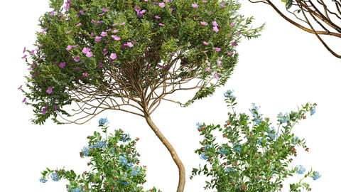 Cistus Albidus Zistrose Flower