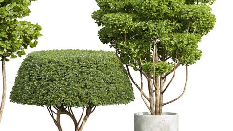 Concinna Bonsai Pruned