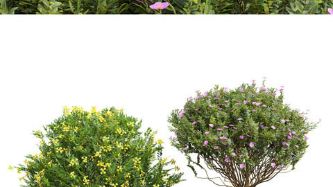 Coronilla Valentina Glauca and Cistus Albidus Zistrose Flower Decorative