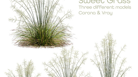 HQ Plants Stipa arundinacea Sweet Grass