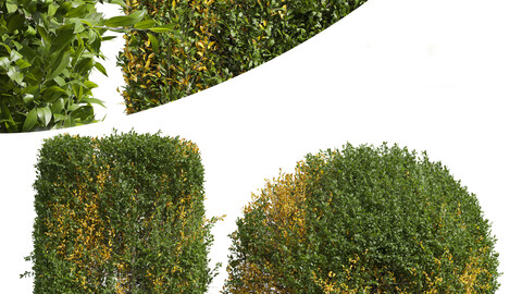 Ligustrum Quihoui Privet Pruned