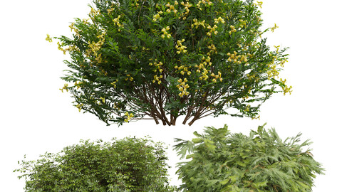 New Plant Coronilla Valentina Glauca Golden Globe Dwarf Thuja Spruce