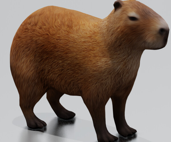 3D Capybara Models