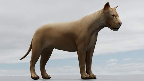Wild Lioness 3 d model