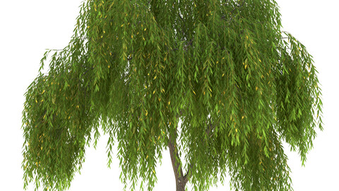 Salix babylonica Tree
