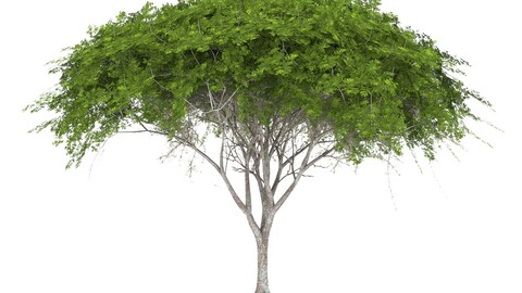Acacia Green Tree