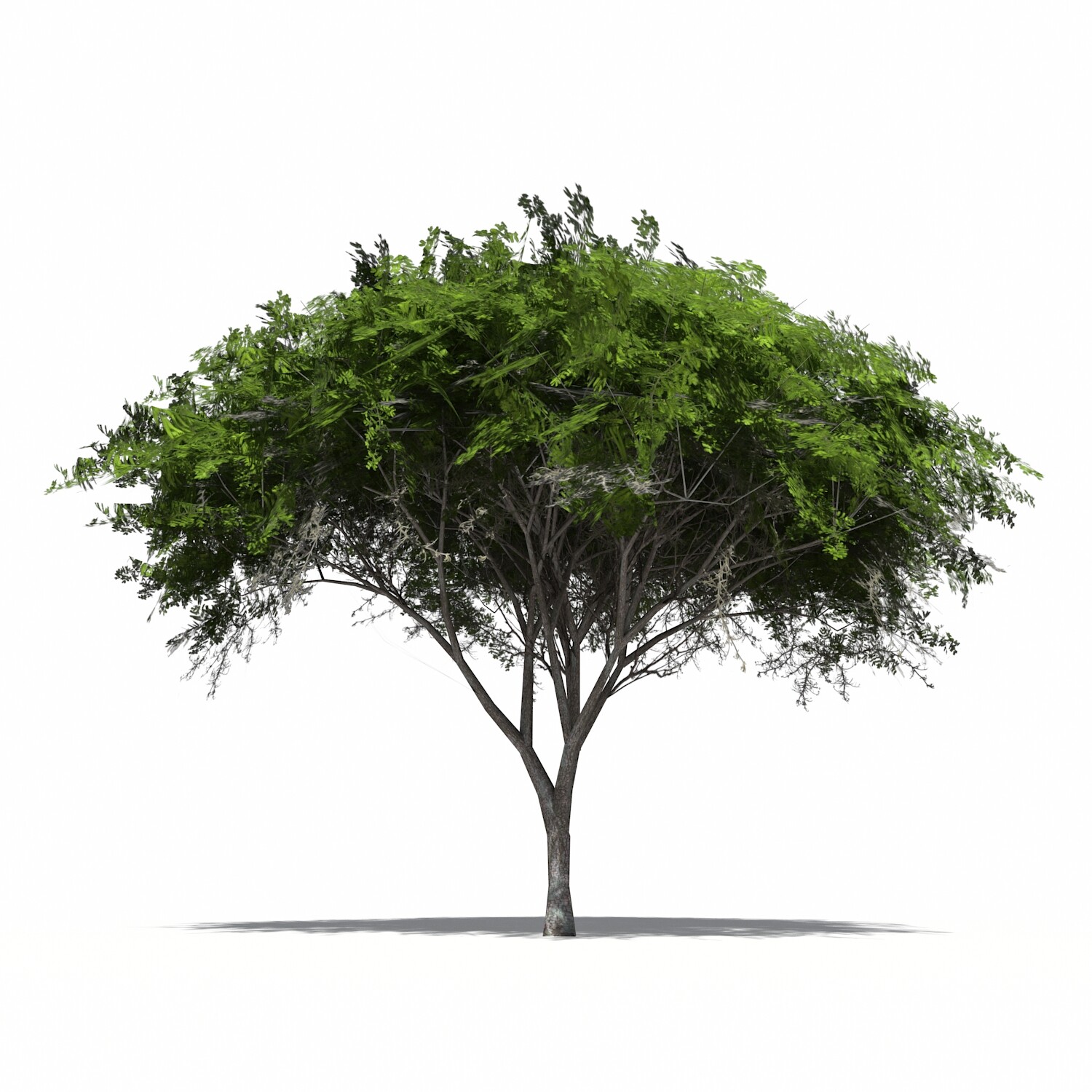 ArtStation Acacia Green Tree Resources