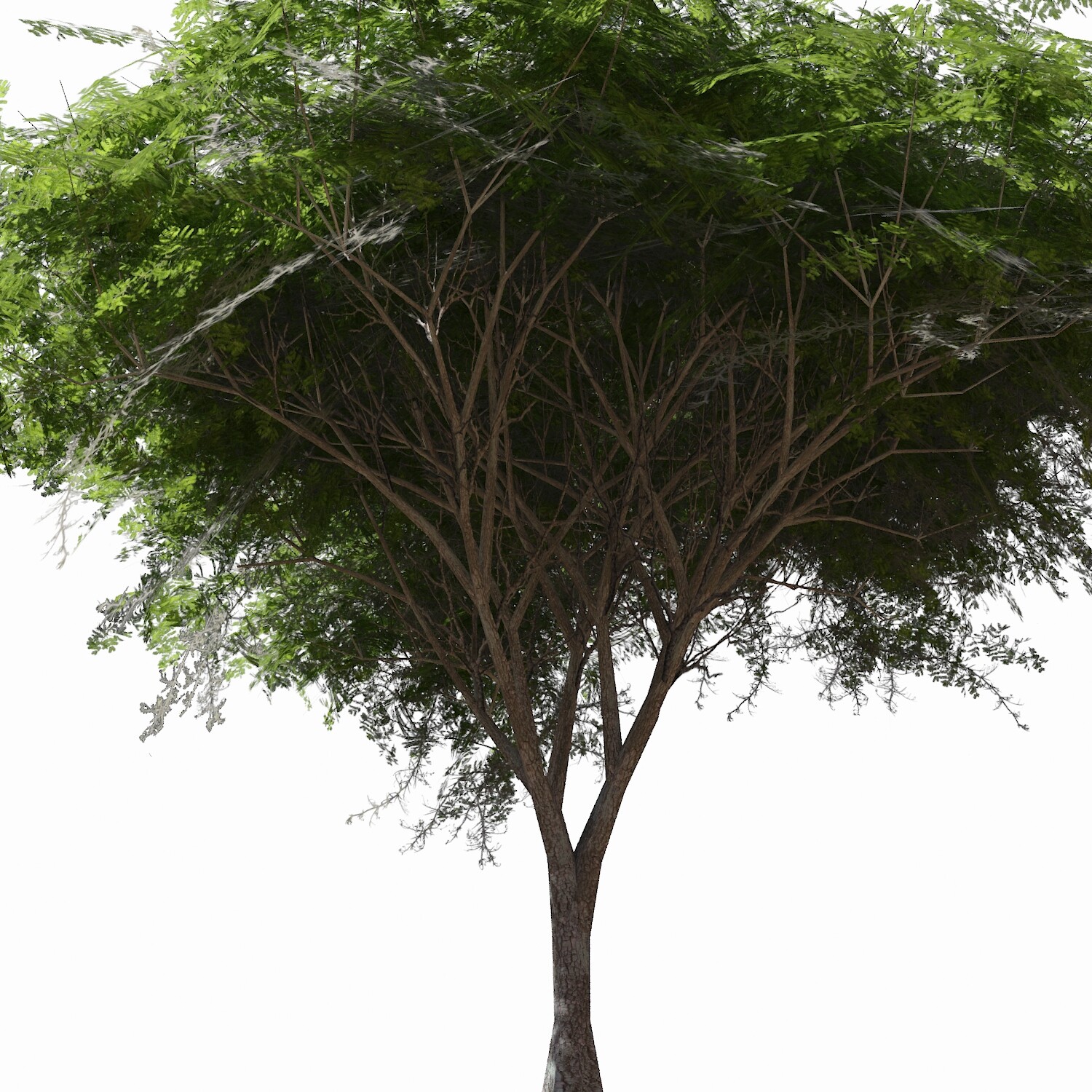 ArtStation Acacia Green Tree Resources