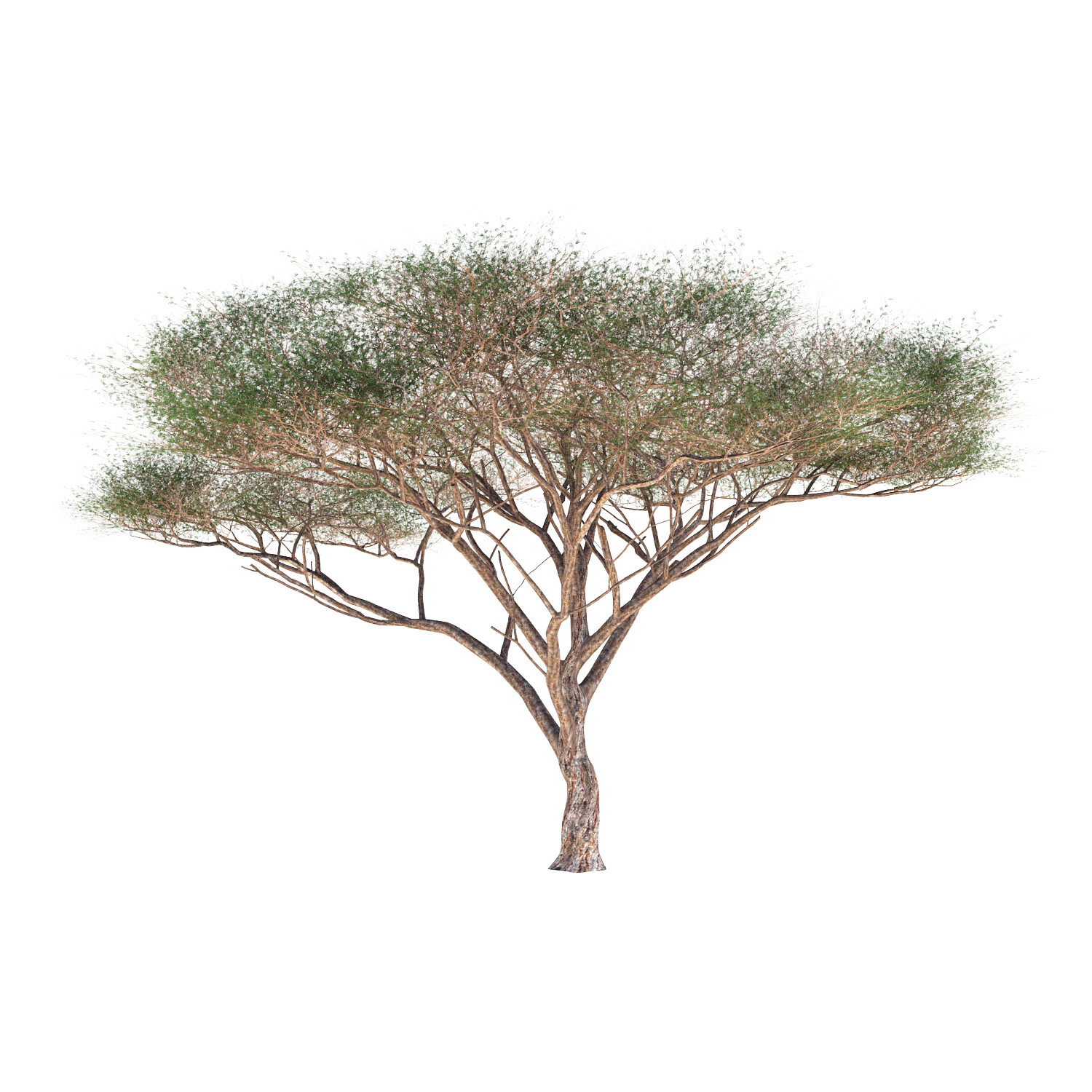 ArtStation - Vachellia tortilis Tree | Resources