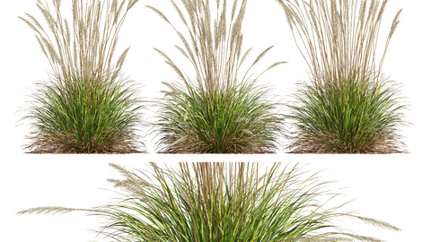 HQ Plants Calamagrostis Acutiflora Karl Foerster