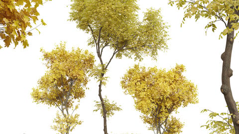 New Plant Real Tree Acer Saccharinum Ulmus changii Fall