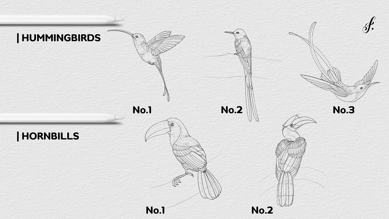 ArtStation Bird Procreate Brush 27 Bird Brushes for Procreate Brushes