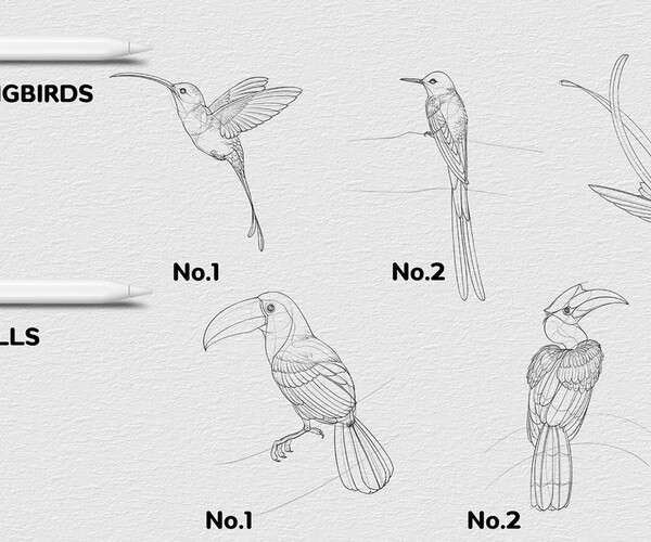 ArtStation Bird Procreate Brush 27 Bird Brushes for Procreate Brushes