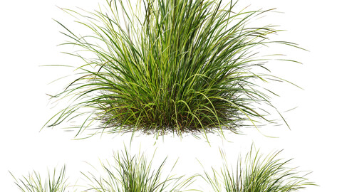 Plants Carex Elata Aurea Grass