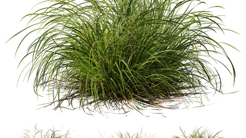 HQ Plants Carex Elata Aurea Grass Version2