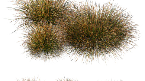 Plants Carex Testacea Orange Sedge Grass Prairie Fire