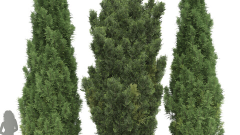 New Plant Mediterranean Cypress Italian Cypress High details Tree