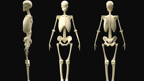 Simplified Female Skeleton