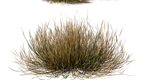 Plants Carex Testacea Orange Sedge Grass Prairie Fire Version2